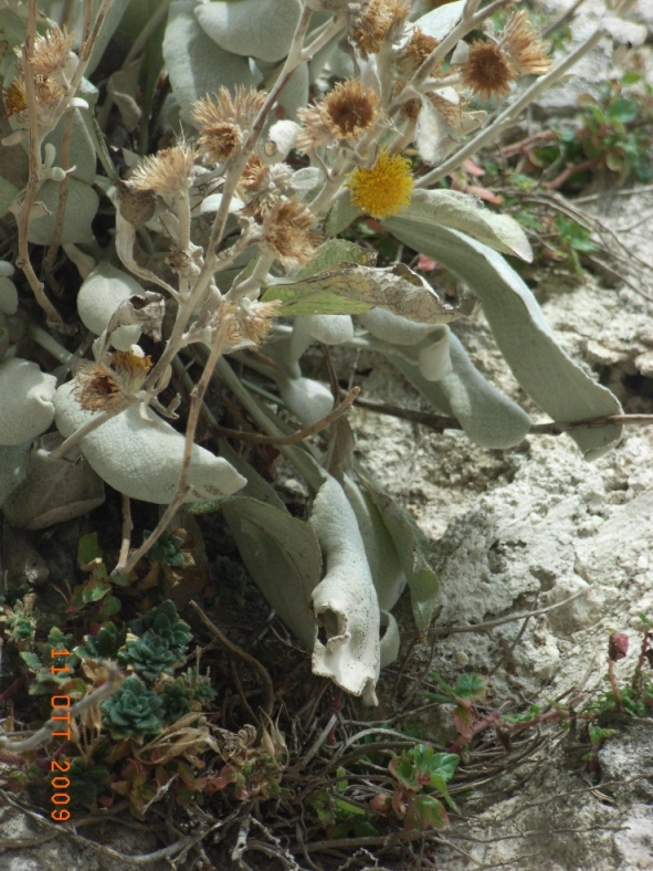 Pentanema verbascifolium (=Inula verbascifolia) / Enula candida